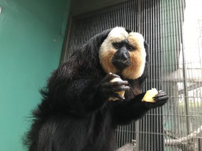 夕ごはんを食べるモップくん