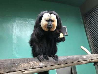 右手に蒸しイモを持ったモップくん
