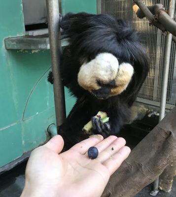 蒸しイモを持って行った瞬間