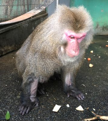 ノビル