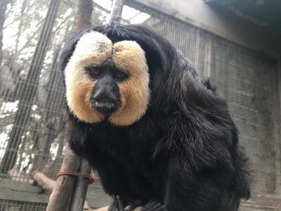 モップくん可愛い顔