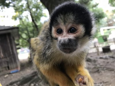 ミカンおばあちゃん