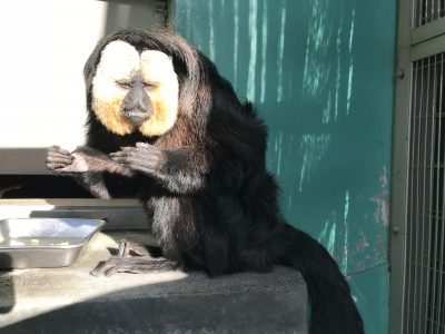 朝日を浴びるモップくん