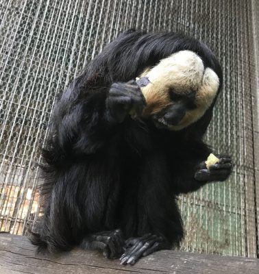 下を向いたモップくん