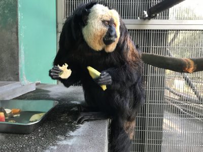 バナナとムシイモで迷う
