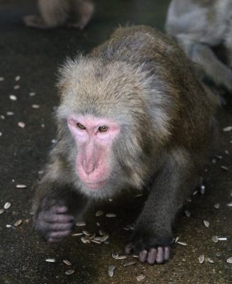 ヒート