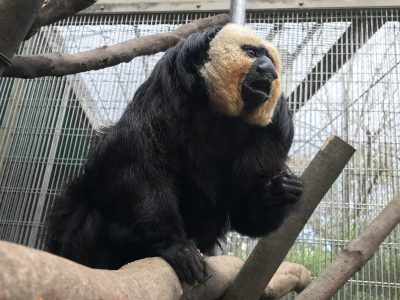 口を開いているモップくん