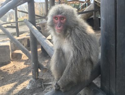 犯人です！