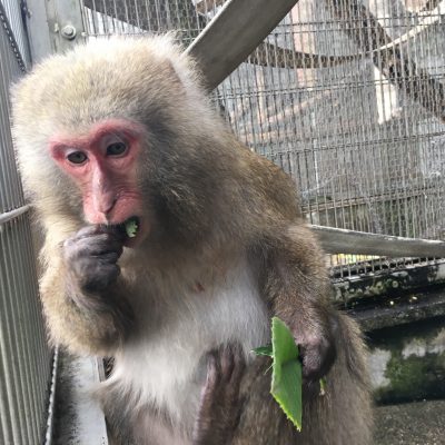 ダチュラ