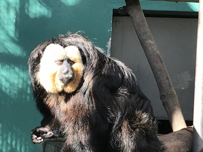 何かを待ってるモップくん