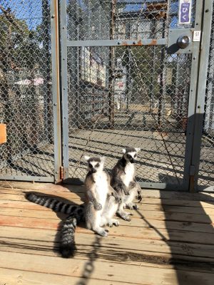 ウマズラ、ライラ