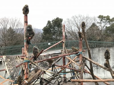 大晦日のヒヒの城