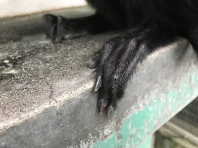 モップくんの美脚？