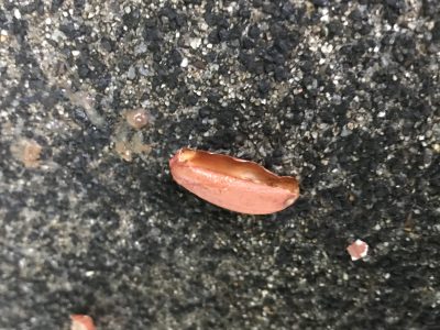 モップくんが残したもの