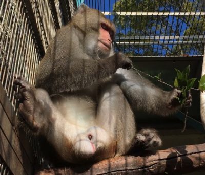 キャロル