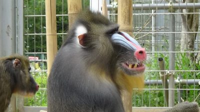 キンシャサ