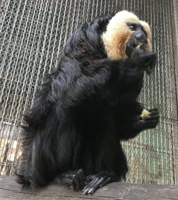 モップくん