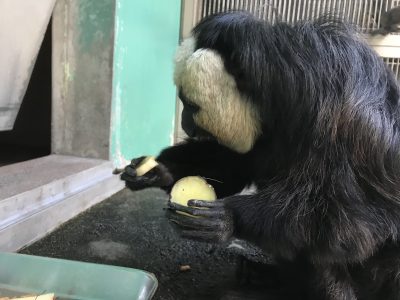 バナナを取ったモップくん！