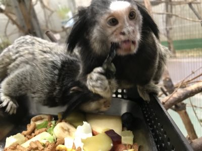 ブルーベリーを食べるコウガ