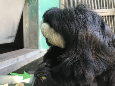 蒸しイモ取ったモップくん