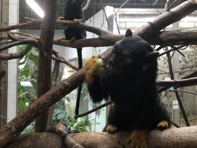 見せつけるように食べている様子