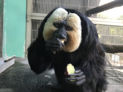 バナナを食べるモップくん