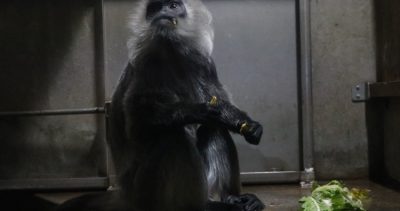 バルカン