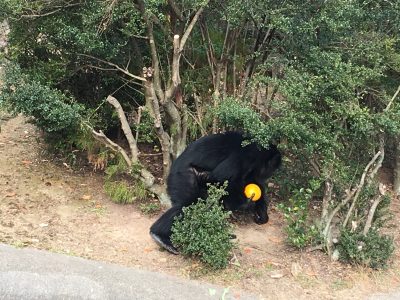 ジミー運ぶ