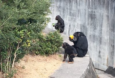 おおきなミカン