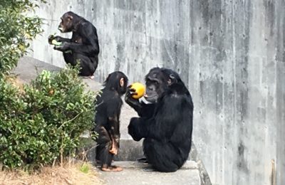 マモルがミカンをみつめる