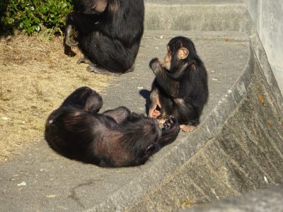 フジコとマモル
