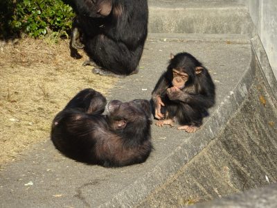 フジコとマモル