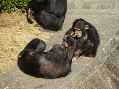 フジコとマモル