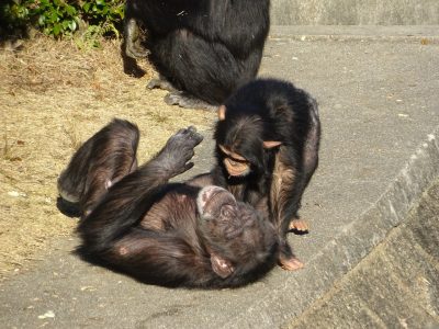 フジコとマモル