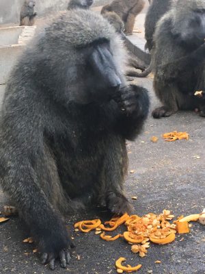 カボチャを食べるロミオ