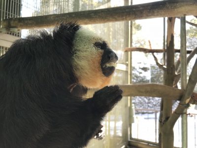 雪バックのモップくん