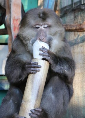 引っ張りだす