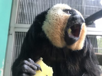 モップくんの口の中