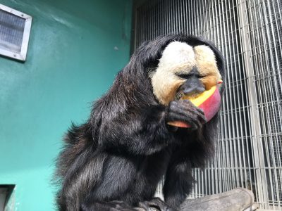 アップルマンゴーをかぶりつく