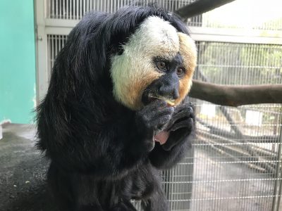 両手でイモを食べるモップくん