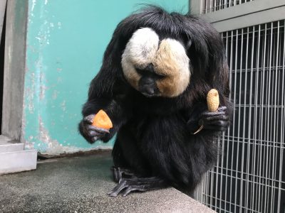 ニンジンかじった後のモップくん