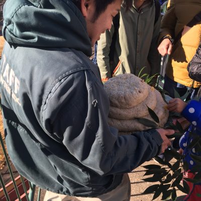 ヒヒの城　サルおせち