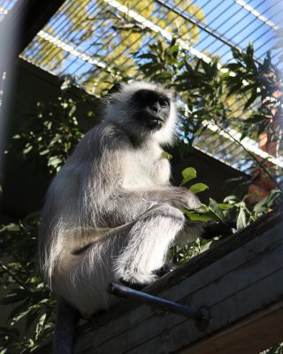 サミー
