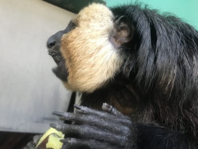 モップくんの耳