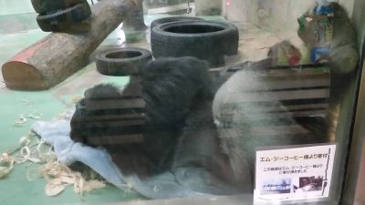 タロウさん寝てる
