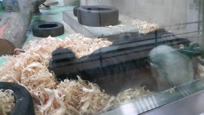 寝るカンナの上で