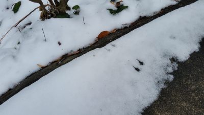 鳥かな？