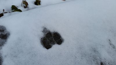 ナックルウォーク