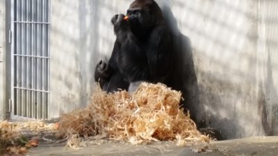 ブランケットスタイル