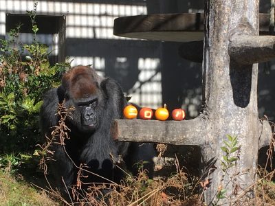 元旦のタロウさん